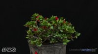Plant #53