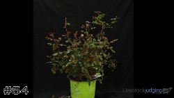 Plant #54