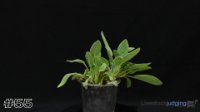 Plant #55