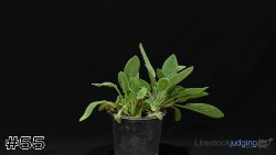 Plant #55