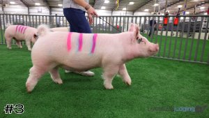 Class #1 Market Swine thumbnail