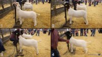 All Animals