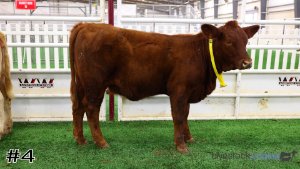 Class #4 Breeding Heifers thumbnail