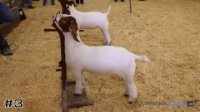 Goat#3