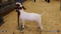 Goat#4