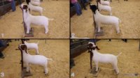 All Animals
