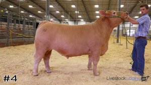 Class #6 Market Steers thumbnail
