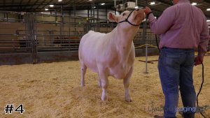 Class #7 Market Steers thumbnail