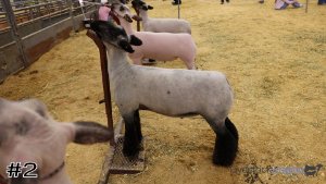 Class #8 Market Lambs thumbnail