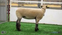 Ewe#1