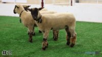 Ewe#2