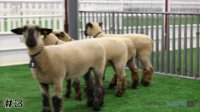 Ewe#3