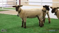 Ewe#4