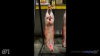 Carcass#1