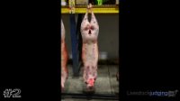 Carcass#2