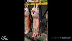 Class #3 Lamb Carcasses thumbnail