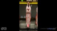 Carcass#3