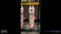 Carcass#4