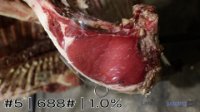 Carcass#5