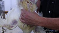 Hen #3