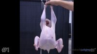 Bird #1