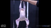 Bird #2
