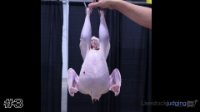 Bird #3