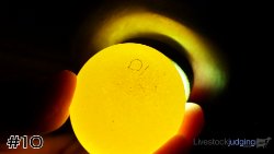 Egg #10