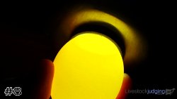 Egg #8