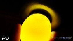 Egg #9