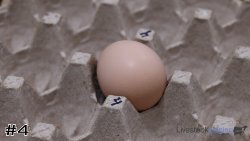 Egg #4