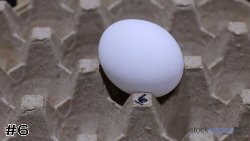 Egg #6