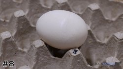 Egg #8