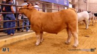 Steer #1