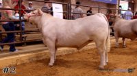 Steer #2