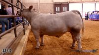 Steer #3
