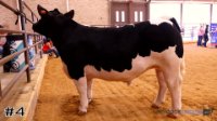 Steer #4