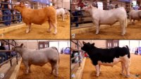 All Animals