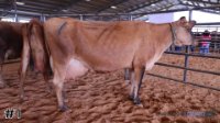 Cow #1