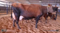 Cow #2