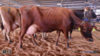 Cow #3