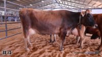 Cow #4