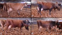 All Animals