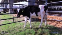 Heifer #1
