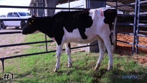 Class #3 Holstein Heifers thumbnail