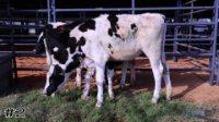 Heifer #2