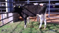Heifer #3