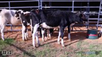 Heifer #4