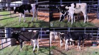 All Animals