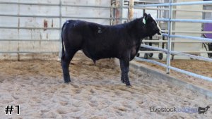 Class #12 Feeder Cattle thumbnail